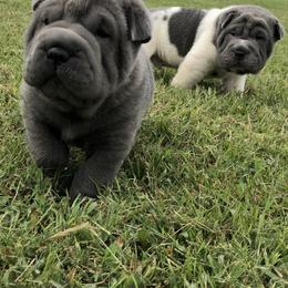 Chinese Shar-Pei Puppies from HapPei House of Wrinkles