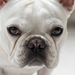 French Bulldogs from Imperial Frenchies