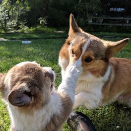 Gracie - Pembroke Welsh Corgi