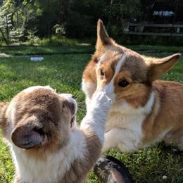Gracie - Pembroke Welsh Corgi