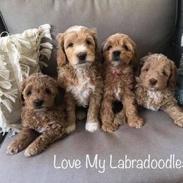 Australian Labradoodle Puppies from Love My Labradoodles