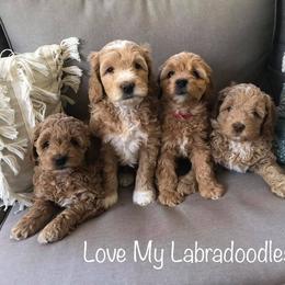 Australian Labradoodle Puppies from Love My Labradoodles