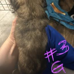 Pepper - Brindle and white female Shih Tzu puppy in Slocomb, Alabama from Steps Preppy Pups