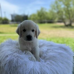 Goldendoodle and Golden Retriever Puppies from SSC Golden Retreivers