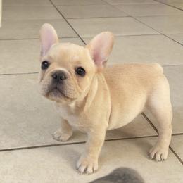 French Bulldog Puppies from MaFrenchiesBadandBoujee