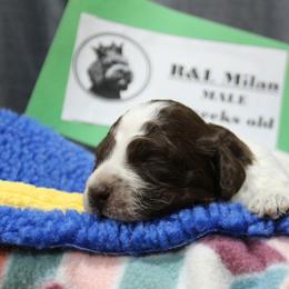 Lagotto Romagnolo Puppies from Royal and Loyal Lagotto Romagnolo