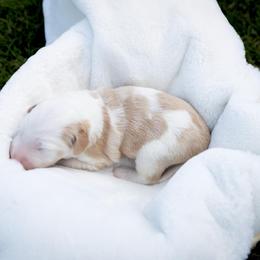 Honey - Brown and white female Sheepadoodle puppy in Los Angeles, California from Exquisite Doodles