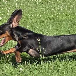 Zoe - Dachshund
