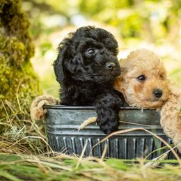 Poodle Puppies from Northwest pets Poodles
