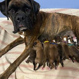 Boxer Puppies from Shadix Boxers