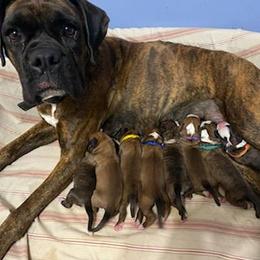 Boxer Puppies from Shadix Boxers