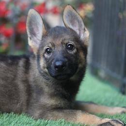 Winnie - Sable female German Shepherd puppy in Philippi, West Virginia from Vom Haus Highlands
