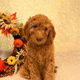 Artemis - Red  male Goldendoodle puppy in Arlington, Texas from Chambers Doodle Patch