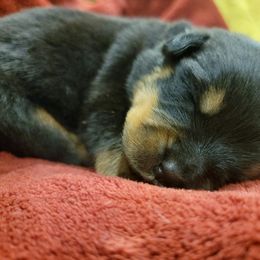 Rottweiler Puppies from Hauser's Kennel