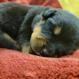 Rottweiler Puppies from Hauser's Kennel
