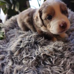 Kodiak (Greenboy) - Red merle male Miniature American Shepherd puppy in Griswold, Connecticut from Flatrock's Mini American Shepherd's