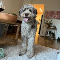 Aussiedoodle All Grown Up from Aspen Mountain Doodles LLC