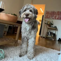 Aussiedoodle All Grown Up from Aspen Mountain Doodles LLC