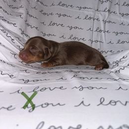 GREEN - Chocolate and tan Dachshund puppy in Woodville, Wisconsin from Dairyland Dachshunds