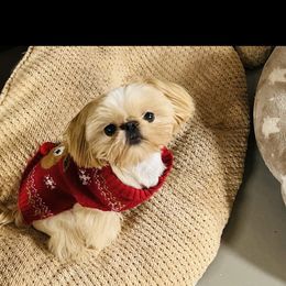 Jack - Shih Tzu