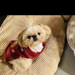 Jack - Shih Tzu