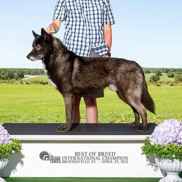 Damarion - Siberian Husky