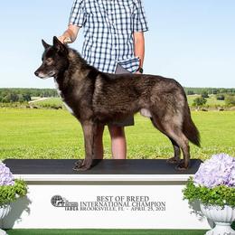Damarion - Siberian Husky