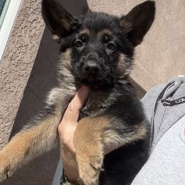 Heather - Black and red female German Shepherd puppy in Whitewater, California from Vom Haus Metzler Shepherds