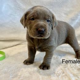 Silver green collar - Silver female Dilute Retriever puppy in Teton County, Montana from East Front Labradors & Treasure State Schnauzers