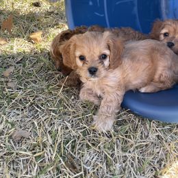 Cavapoo and Shihpoo Puppies from Haus of Doodles
