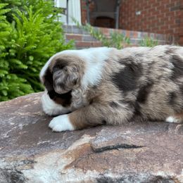 Miniature Australian Shepherd Puppies from Ice Blue Aussies