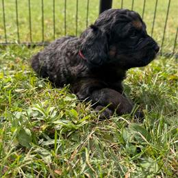 Boots - Sable male Bernedoodle puppy in Constableville, New York from Zehr’s Labradoodles & Bernedoodles
