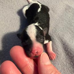 Girl 1 - Parti female Poodle puppy in Monroe, North Carolina from Toy Poodle Shenanigans