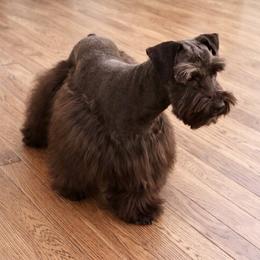 Himalaya - Miniature Schnauzer