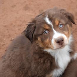 Nutmeg - Red tri-color female Australian Shepherd puppy in San Tan Valley, Arizona from Mott Ranch - Blazin' Sun Aussies