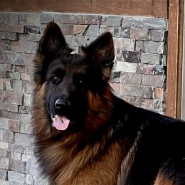 Luxxa - German Shepherd