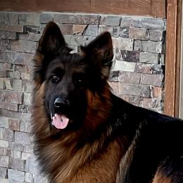 Luxxa - German Shepherd