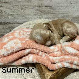 Summer - Buff and white female Cocker Spaniel puppy in West Plains, Missouri from Ozark Haven Farm