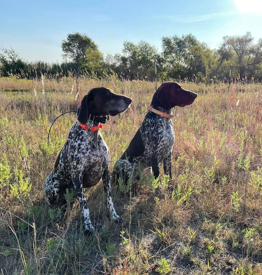 Russell's GSPs in Texas German Shorthaired Pointer puppies Good Dog