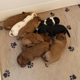 Cavapoo Puppies from Columbia Basin Puppies