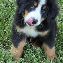 Denver - Black tan and white male Bernese Mountain Dog puppy in Gaffney, South Carolina from Circle D Farms