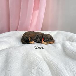 Goldilocks - Phantom female Poodle puppy in Ellenburg Center, New York from Kristin's Puppies