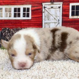 Red Merle - Red merle female Miniature Australian Shepherd puppy in Ronan, Montana from Dirt Road Aussie’s of Montana