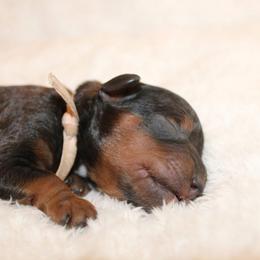 Pink collar boy - Chocolate male Cavapoo puppy in Eagle Mountain, Utah from Liberty Farms Puppies