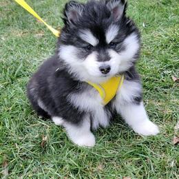 Aurora - Black and white female Pomsky puppy in North Liberty, Indiana from Indiana Pomsky