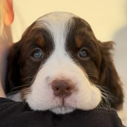 Orange Collar - Liver white and tan male English Springer Spaniel puppy in Tea, South Dakota from Mindy's English Springer Spaniels