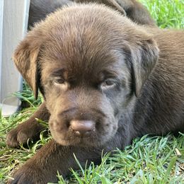 Labrador Retriever Puppies from Spellcast Labradors