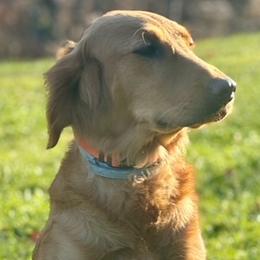 Breeze - Golden Retriever