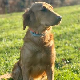 Breeze - Golden Retriever