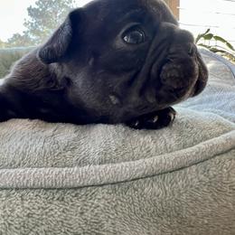 Duck - White and brindle male French Bulldog puppy in Camden, South Carolina from Tiny Farm Frenchies
